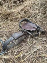 Bear trap found and removed