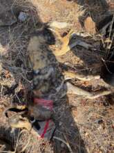 African Wild Dog rescued from a snare