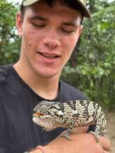 Flap-neck Chameleon that was rescued from a road