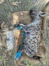 Poisoned and snared spotted hyena that we rescued