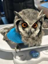 White-faced Scops Owl with an injured wing