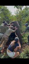 Removing a snare from an elephant