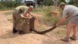 Releasing a large Southern African Python