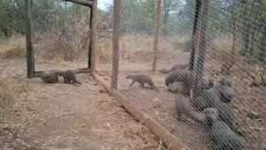 Releasing 16 Banded Mongoose