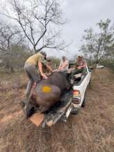 Buffalo being relocated