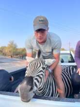 Zebra being relocated