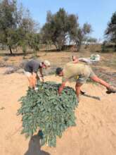 Alien invasive plants being removed
