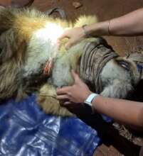 Cable snare being removed from a male lion