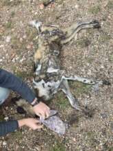 Rescued Wild Dog having a mask put over his face