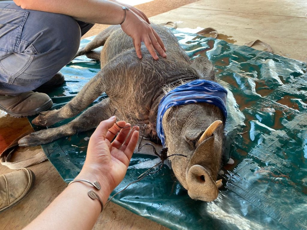 Rescuing Imperiled Wildlife in South Africa