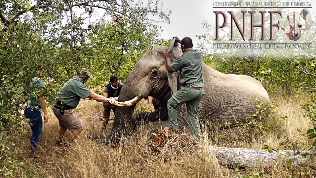 Rescuing Imperiled Wildlife in South Africa