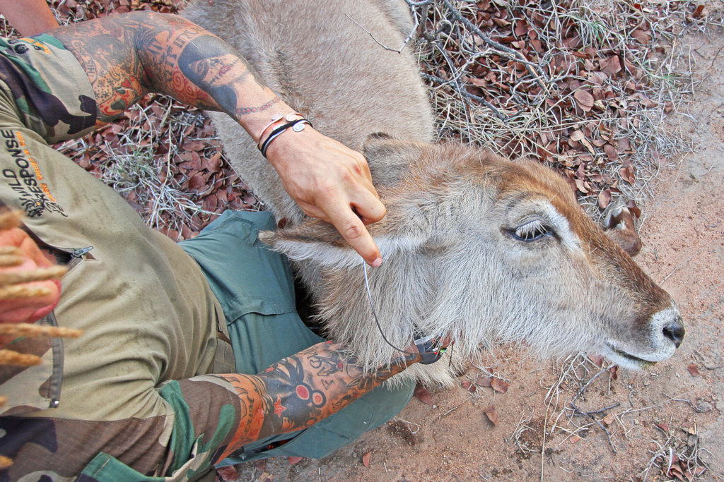 Rescuing Imperiled Wildlife in South Africa