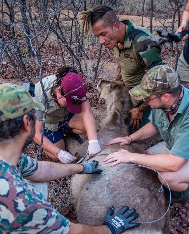 Rescuing Imperiled Wildlife in South Africa