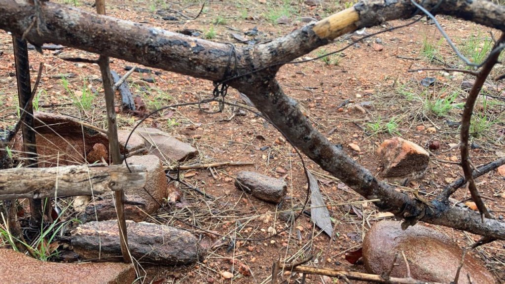 Rescuing Imperiled Wildlife in South Africa