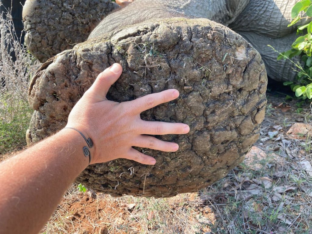 Rescuing Imperiled Wildlife in South Africa