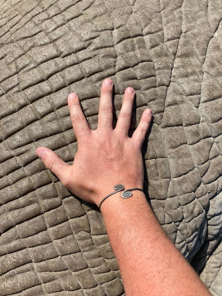 Rescuing Imperiled Wildlife in South Africa