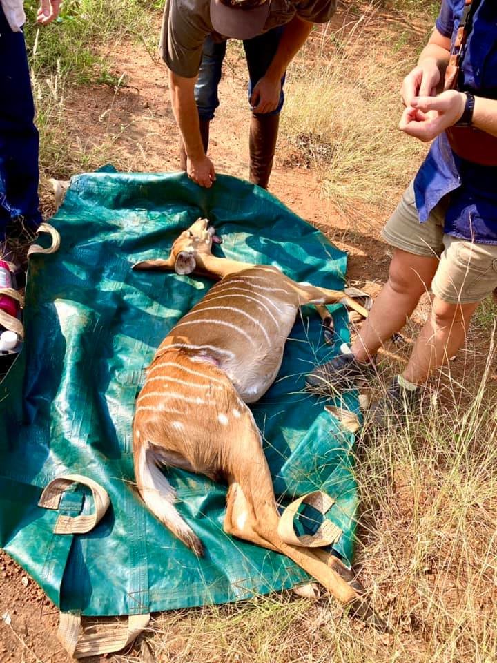 Rescuing Imperiled Wildlife in South Africa