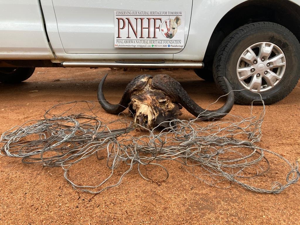 Rescuing Imperiled Wildlife in South Africa