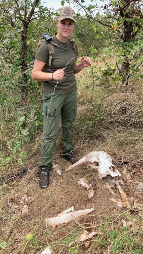 Rescuing Imperiled Wildlife in South Africa