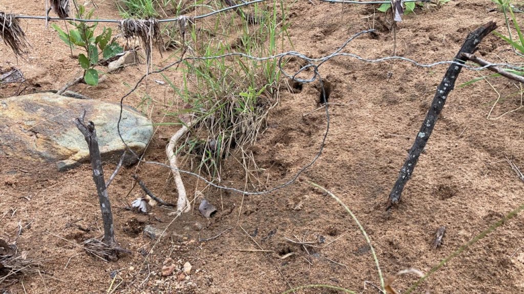 Rescuing Imperiled Wildlife in South Africa