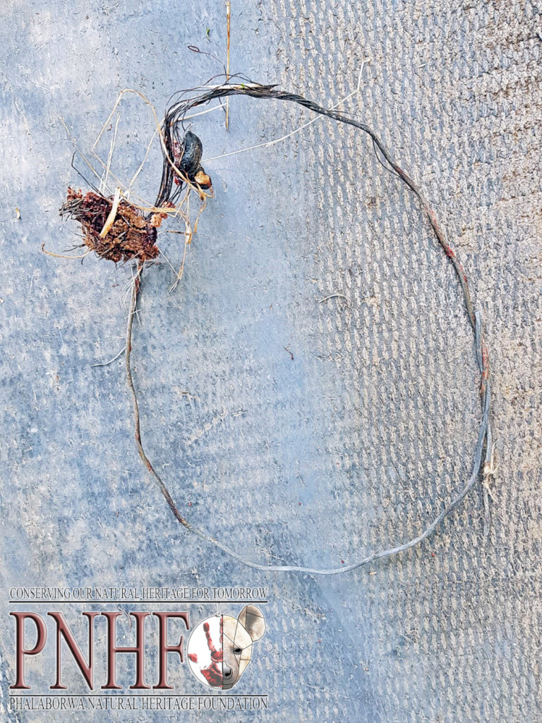 Rescuing Imperiled Wildlife in South Africa