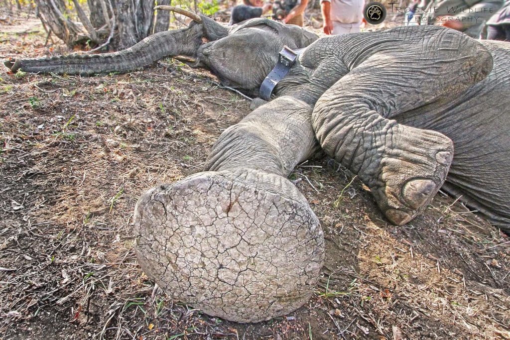 Rescuing Imperiled Wildlife in South Africa