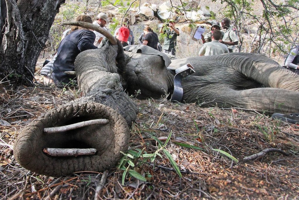 Rescuing Imperiled Wildlife in South Africa