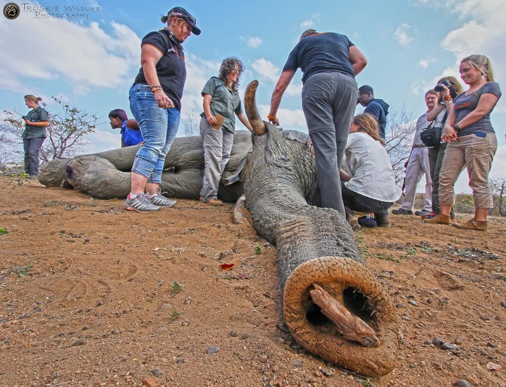Rescuing Imperiled Wildlife in South Africa