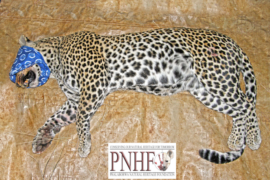 Rescuing Imperiled Wildlife in South Africa