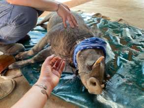 Warthog Rescue