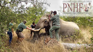 Replacing an elephant's tracking collar