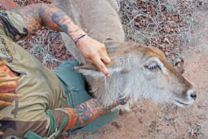 A lucky waterbuck saved from a snare