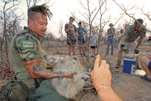 A lucky waterbuck saved from a snare