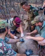 A lucky waterbuck saved from a snare