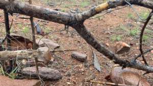 Wire Snare trap set for wildlife