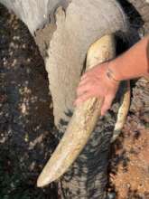 Replacing an elephant's tracking collar