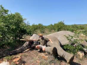 Replacing an elephant's tracking collar