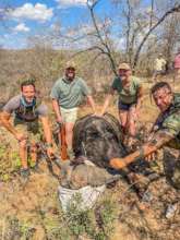 Rescuing a Buffalo from a snare