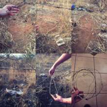 Snares set along a fence line