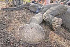 Elephant Cow Collaring