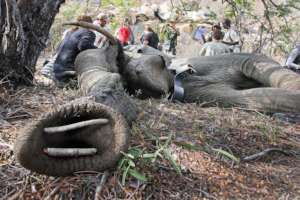 Elephant Cow Collaring