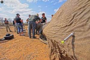Elephant Bull Collaring