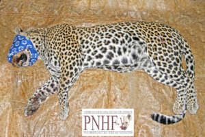 Leopard rescue