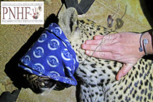 Leopard rescue