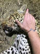 Leopard rescue
