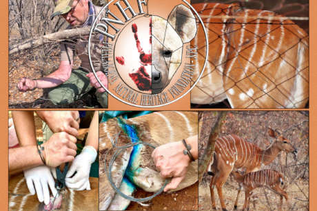 Rescuing Imperiled Wildlife in South Africa