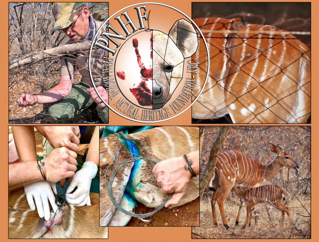 Rescuing Imperiled Wildlife in South Africa