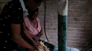 Cassava milling in the FEC