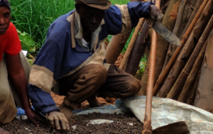 Coffee beans being dried- wet processing needed!