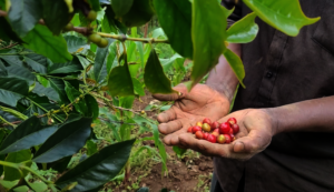 Coffee beans being harvested